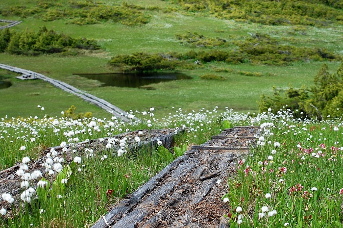 ワタスゲの大群落に染まる熊沢田代湿原。奥に望む広大な湿原や美しい池塘の景観とともに、本当に綺麗で素晴らしい大自然の光景でした（２０２０年６月２４日）。