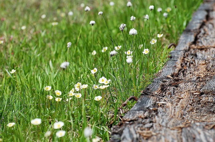 木道のそばを延々と美しく可憐な花々が咲き続ける光景も、心癒される景観ですね（２０２０年６月２４日）。