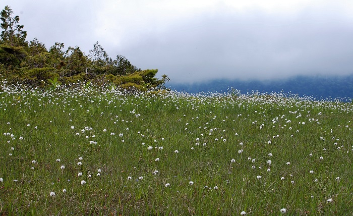 湿原を覆いつくすほどのワタスゲの大群落の稜線が、熊沢田代湿原ならではの光景として、いつ見ても心と記憶に残る景観です（２０２０年６月２４日）。
