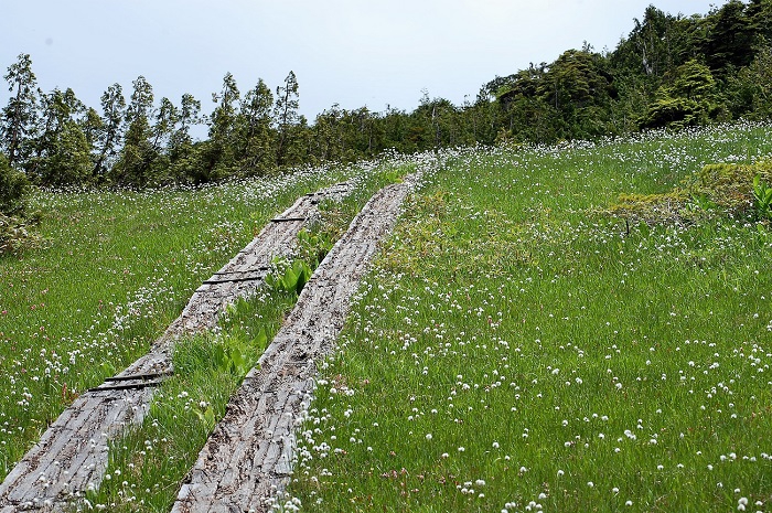 ワタスゲの大群落にチングルマやイワカガミやヒメシャクナゲなど美しく綺麗な花々に包まれた湿原の光景は、まさに心洗われる熊沢田代湿原ならではの光景であり、尾瀬国立公園の初夏の光景です（２０２０年６月２４日）。