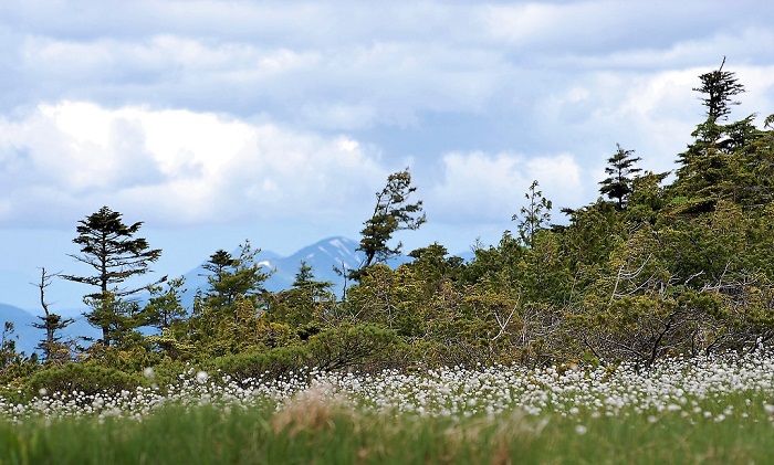 湿原を真っ白に染めるワタスゲの大群落と針葉樹林帯の奥に越後連山を望んで（２０２０年６月２４日）。