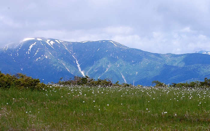 広大な熊沢田代湿原の奥に、残雪残る１００名山・平ヶ岳を望んで（２０２０年６月２４日）。