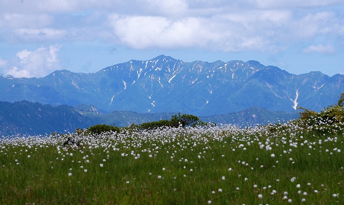 ワタスゲの大群落の奥に越後連山を望む燧ケ岳・熊沢田代湿原の初夏（２０２０年６月２４日）。