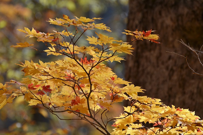 紅葉の最盛期を迎えた尾瀬ブナ平にて(２０２０年１０月１４日）。