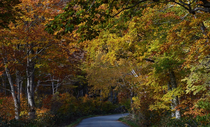 天候は不順でも、いつもの年のように美しい紅葉の季節を迎えた尾瀬ブナ平にて(２０２０年１０月１４日）。