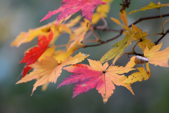 あっという間に紅葉が進む原生林内。この日の尾瀬ブナ平のモミジの紅葉は素晴らしいものでした(２０２０年１０月１４日）。