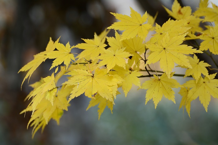 紅葉の主役モミジ。黄色の色合いも大好きな色です(２０２０年１０月１４日）。