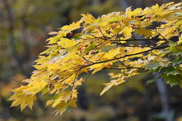 尾瀬ブナ平のモミジは、今年も本当に美しい姿を魅せております(２０２０年１０月１４日）。