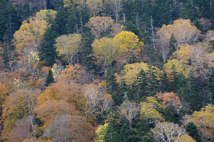 燧ケ岳・広沢田代下の原生林の紅葉の様子です(２０２０年１０月１４日）。