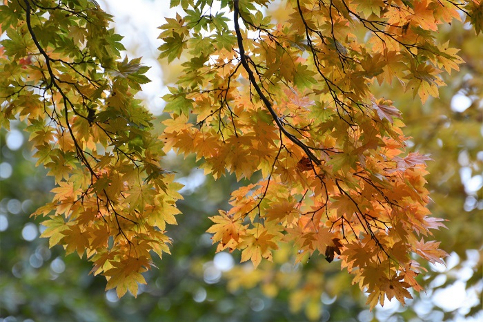 尾瀬ブナ坂でも今年も紅葉は美しく、モミジも鮮やかな姿が見られております(２０２０年１０月１４日・尾瀬ブナ坂にて）。