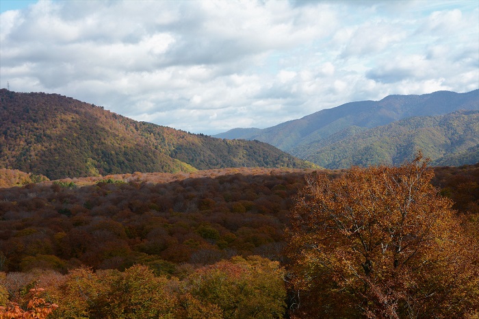 尾瀬御池登山口～尾瀬沼山峠登山口間で唯一、尾瀬ブナ平の全容を見渡せる展望地点より、原生林の晩秋の紅葉と檜枝岐村の山々を望んで（２０２０年１０月２０日）。