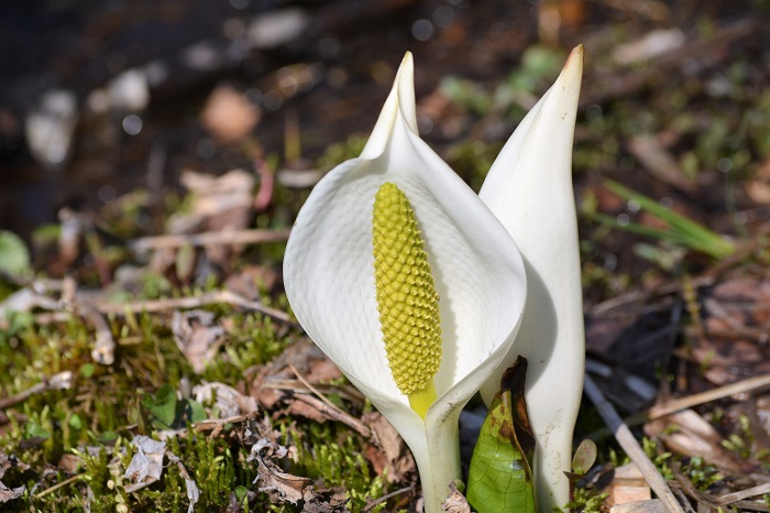 春　・　今年の春の水芭蕉は想定以上に綺麗で、光り輝く姿が見られました(２０２０年４月２６日）。
