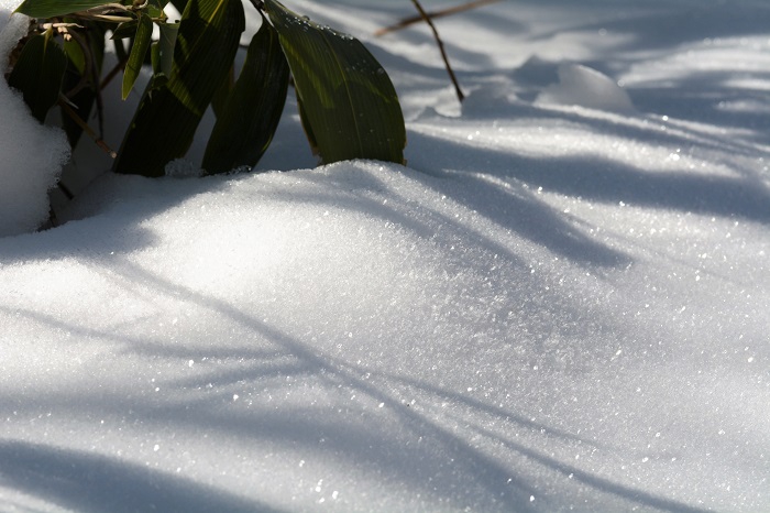 冬　・　２０１９/２０２０シーズンの異様な雪不足の冬から、今年の冬はいったいどうなるのかと期待と不安の冬季シーズン幕開けとなりました(２０２０年１１月１５日）。 