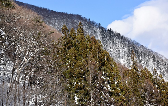 雪下ろしの休憩中に、花の名山・会津駒ケ岳(標高２１３２.４ｍ）の麓の尾根を望んで（２０２０年１２月２２日）。