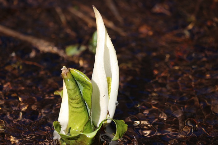可憐な小さなかわいい水芭蕉が、特別豪雪地帯の春を告げておりました（２０２１年４月７日）。