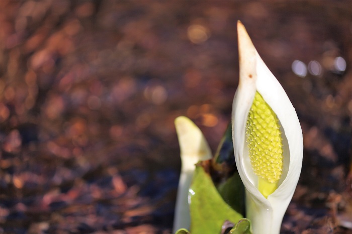 冷たく清らかな雪解け水の中で見る水芭蕉の白と黄色の色合いは、いつの年見ても本当に可憐で美しいものです（２０２１年４月７日）。