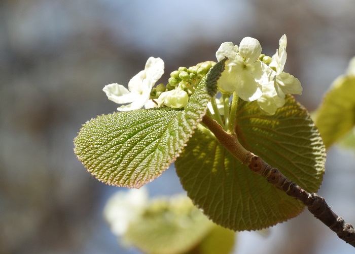 ２０２１年４月３０日、今年初めて、オオカメノキの可憐な花々に出会いました。