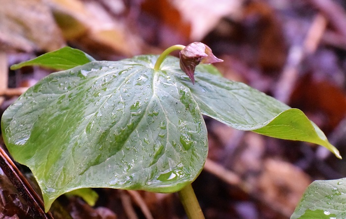 エンレイソウも今年の花々の季節の始まりを魅せているようでした（２０２１年４月３０日）。