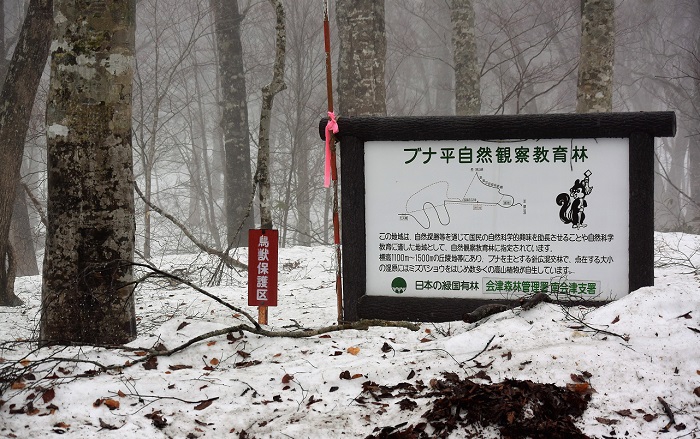 今年初めて訪れた尾瀬ブナ平はこの時期、予想していた積雪量よりは幾分少なく、平年並みの積雪量を見せておりました（２０２１年４月２９日）。