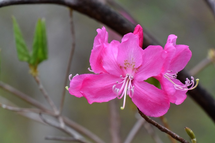 朝日に輝くムラサキヤシオツツジの美しさは、最高の春の光景でした（２０２１年５月９日）。