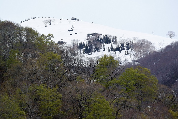 山菜採りの途中で、花の名山・会津駒ケ岳の残雪の光景を望んで（２０２１年５月９日）。