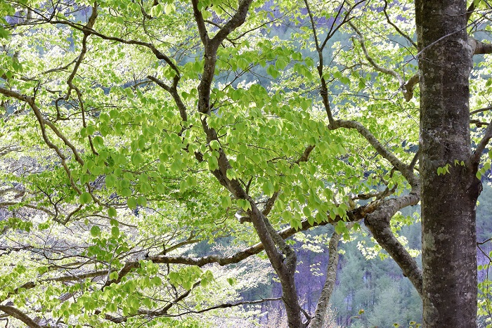 朝日を浴びて神秘的に光り輝くブナの原生林の新緑の光景は、最高の春の景観でした（２０２１年５月１１日）。