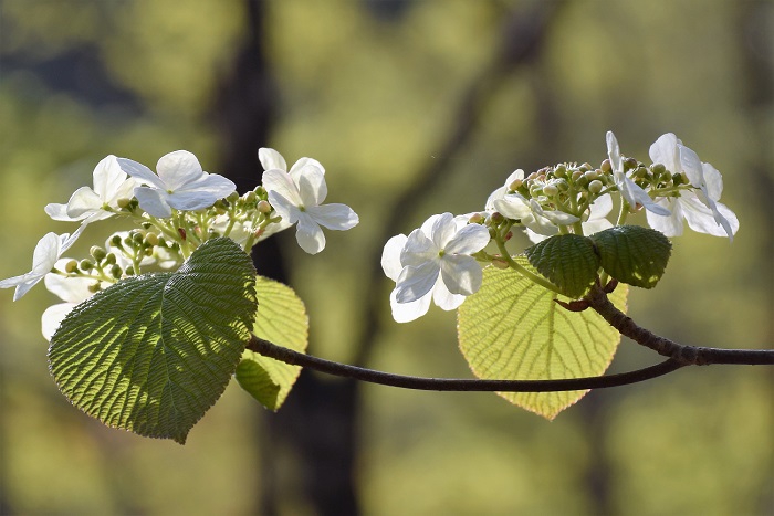 原生林の中で、朝日を浴びて美しく光り輝くオオカメノキの純白の花々。これから、尾瀬国立公園内でも多くのオオカメノキの美しい花々の季節が始まりを迎えます（２０２１年５月９日）。