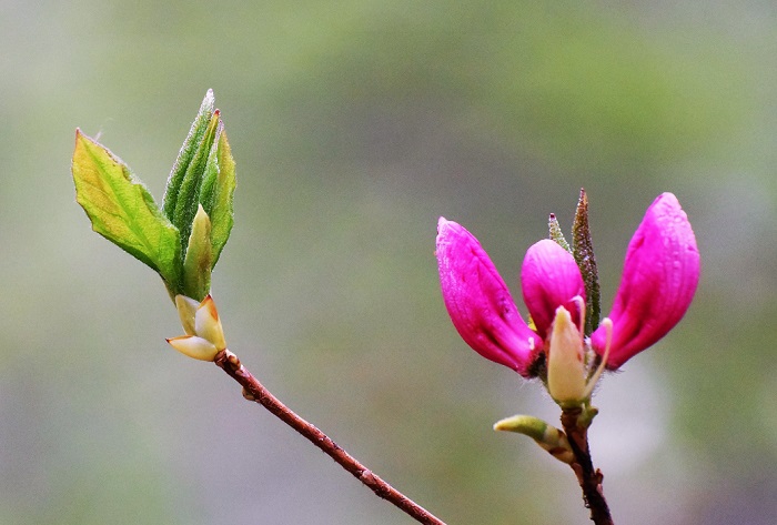 これから、標高の高い尾瀬国立公園などでも、新緑とともに、赤や紫に光輝くムラサキヤシオツツジの季節がやってきます（２０２１年５月９日）。