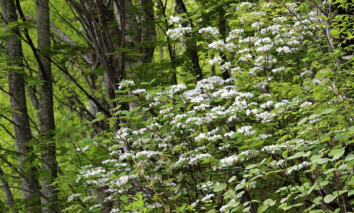 鮮やかな新緑の始まりの光景の中で、美しい純白の花々が咲き広がる景観は、四季折々の原生林の風景の中でも指折りの光景であると思います（２０２１年５月１９日）。