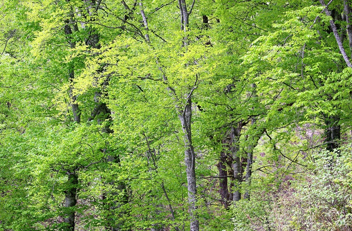 この日、ブナ坂（標高１２００ｍ～１４００ｍ位）の新緑が光り輝き、眩しいほどの美しさでした（２０２１年５月１９日）。
