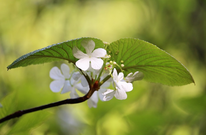 モーカケの滝で見るオオカメノキの花々が見頃を迎えていたのが、この頃でした（２０２１年５月２２日）。