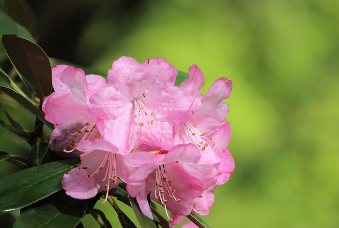 毎年、新緑の季節で見るアズマシャクナゲの花は本当に綺麗です（２０２１年５月２２日）。