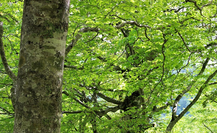 モーカケの滝で見るブナの原生林の新緑は、まさに最高の新緑の光景でした（２０２１年５月２２日）。