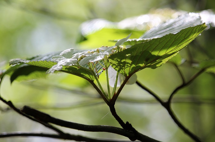 この日見たオオカメノキの花々は、ブナ坂でもモーカケの滝でも、新緑の季節ならではの鮮やかな花々が見られました（２０２１年５月２２日）。