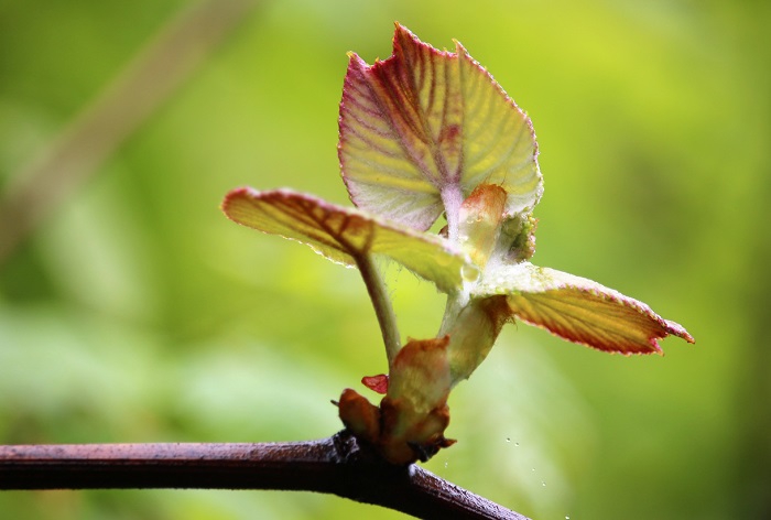 この季節、山ブドウの新芽が多くの姿を魅せる季節です（２０２１年５月２２日）。