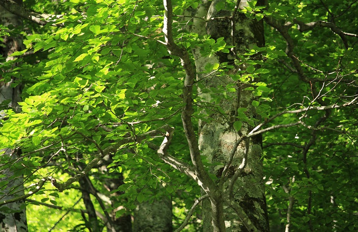 この日、ブナの原生林の新緑が本当に美しく綺麗でした（２０２１年６月１日）。