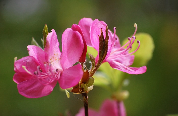 薄いピンクから、濃い紫色まで、様々な色合いの美しさを魅せるムラサキヤシオツツジです。まぎれもなく桧枝岐村や尾瀬国立公園などの深山の名花ですね（２０２１年６月２日）。
