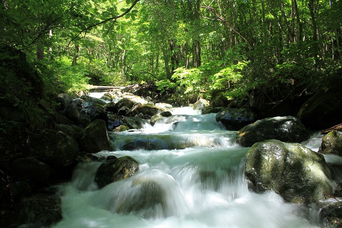 上流では、竜ノ門の滝（悲しいことに登山道の閉鎖となっておりますが）も存在する、会津駒ケ岳・下ノ沢（しものさわ）の６月上旬の雪解け水流れる清流の光景です（２０２１年６月５日）。