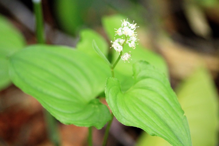 舞鶴草の可憐な満開の花々を見たのはこの日が今年初でした（２０２１年７月３日）。