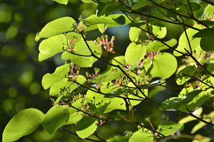 花から実へと移り変わるオオカメノキの葉に差し込む、太陽の光との光景。まさにブナの原生林内で見る、最高の景観の一つです（２０２１年６月２８日）。