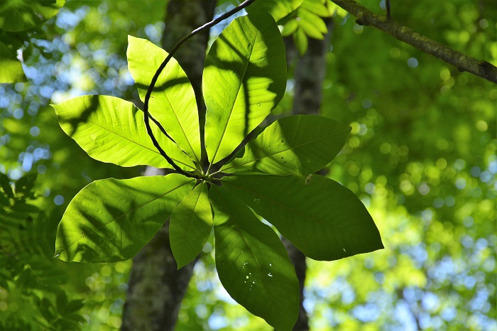 ホウの木や栃の木の葉に差し込む太陽の光との織り成す景観は、新緑から夏の原生林の景観の中でも神秘的な姿として、本当に美しいものです（２０２１年６月２８日）。