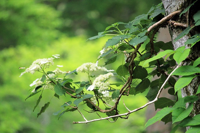 いつもの年よりも花々の数が少なめに思えたツルアジサイです（小沢平ブナ樹海ラインにて・２０２１年７月７日）。