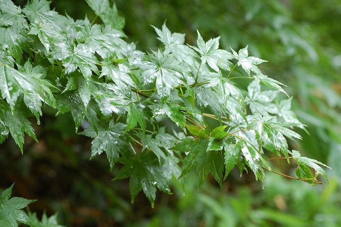 この頃、雨に濡れたモミジの葉の緑が本当に鮮やかな毎日でした（小沢平ブナ樹海ラインにて・２０２１年７月６日）。