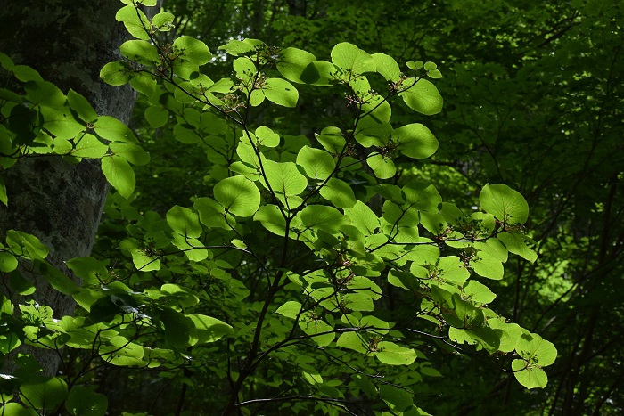 オオカメノキの花が終わり、緑色の実が多く見られ始めたのがこの頃でした（小沢平ブナ樹海ラインにて・２０２１年７月７日）。