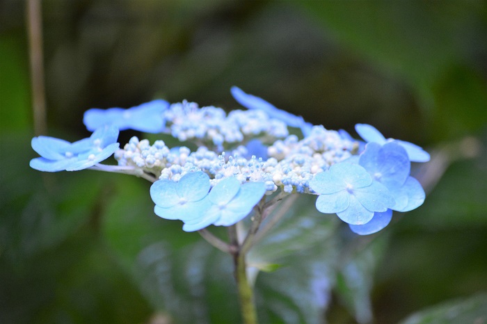 アジサイ系の花々は、ツルアジサイも美しいものですが、アジサイの姿というものは人の心を癒してくれる、不思議な神秘的な魅力にあふれているように思います（小沢平ブナ樹海ラインにて・２０２１年７月２２日）。