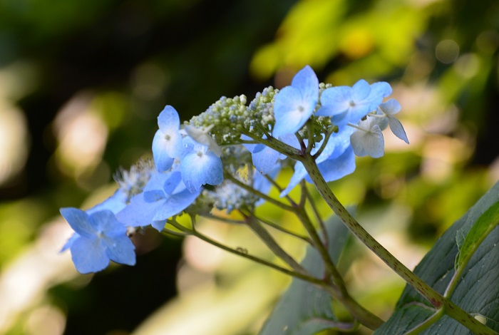 山アジサイの青い花々の雰囲気は爽やかな深山の自然そのものです（尾瀬ブナ坂にて・２０２１年７月２２日）。