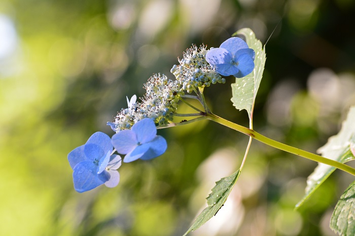 ツルアジサイ、山アジサイ、ノリウツギ、オオカメノキの花から実への変化、ヤグルマソウの白い花々、沢沿いにミヤマアキノキリンソウなど、深山霊峰の原生林のそばには、かけがえのない花々、植物がいっぱいです（尾瀬ブナ坂にて・２０２１年７月２２日）。