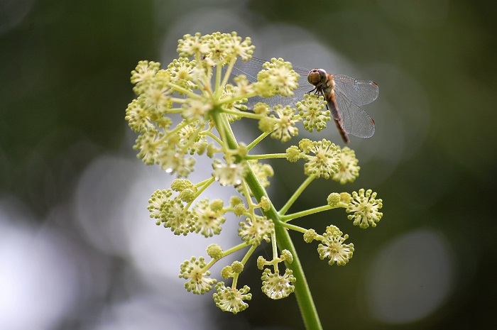 山ウドの花が満開になる頃、トンボの数も本当に多く見られました（２０２１年７月２８日）。