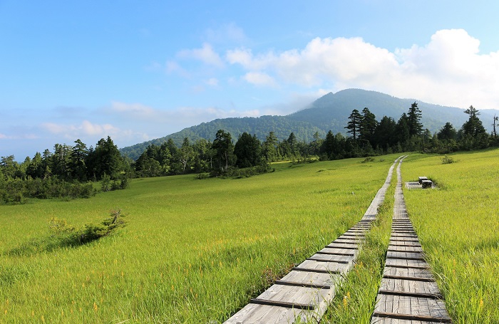 朝日の当たる早朝の裏燧林道上田代湿原はいつもながらの素晴らしい光景でした。奥に見える針葉樹林帯も大昔にはなく、太古の昔には、まさに広大な湿原の光景が広がっていたのだと思います（２０２１年８月４日）。