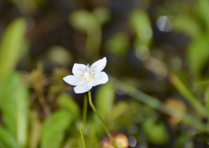 ９月末のこの日、一凛のウメバチソウに出会いました。花々の季節も終わり紅葉の時期を目前に控えたこの時期にこんなに可憐な一凛の美しい花に出会えたことは、本当に感動でした（尾瀬御池登山口地区、兎田代にて・２０２１年９月２９日）。